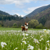 Happy-Fellow® Academy GELÄNDEMIETE